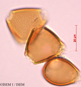 Erythrina polychaeta - lame n° 29316